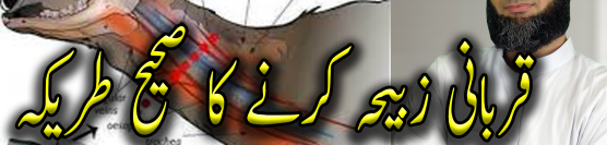 Janwar Ki Qurbani Zabiha Karne Ka Tarika Sunnat Slaughter Animal In Islam Sheikh Ammaar Saeed
